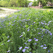Shoreline Planting.jpg